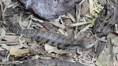 Singapur Hayvanat Bahçesi 'nin mavi dilli maymunu. Mavi dilli deriler Avustralya 'nın Tiliqua cinsini oluşturur.