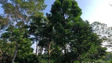 Singapur hayvanat bahçesinde. Yağmur ormanlarının farklı orman katmanlarındaki hayvanları sergilemek için doğal ortamlarını kopyalıyor..