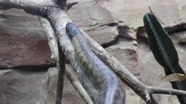 Siyah başlı piton veya Aspidites melanocephalus