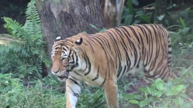 Malezya kaplanı vahşi doğada dolaşır.