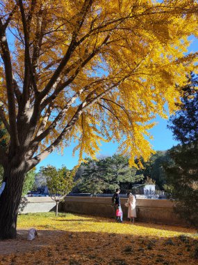 Pekin, Çin - 4 Kasım 2024: Pekin, Çin 'deki Yaz Sarayı' nın sonbahar manzarası. Qing Hanedanlığı zamanında bir imparatorluk bahçesiydi..