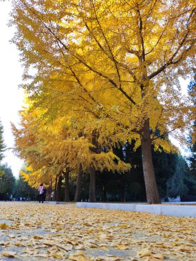 Pekin, Çin - 5 Kasım 2024: Pekin Ditan Parkı 'ndaki Ginkgo Bulvarını ziyaret eden turistler.