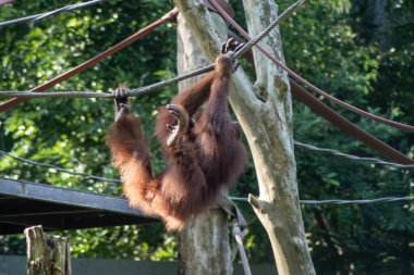 Orangutan 'ın komik duruşu ipte sallanıyor