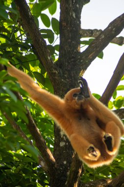 Singapur Hayvanat Bahçesi 'ndeki Buff-Cheeked Gibbon (Nomascus Gabellae). Renkli yanakları olan Güneydoğu Asya 'lı bir primat.