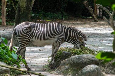 Zebra Singapur Hayvanat Bahçesinde