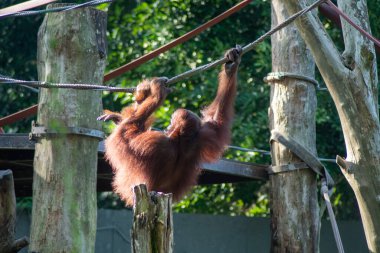Orangutan 'ın komik duruşu ipte sallanıyor