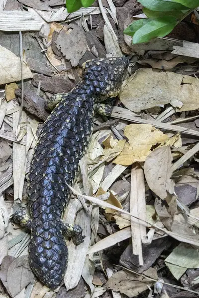 Shingleback, Singapur Hayvanat Bahçesi. Tiliqua rugosa, en yaygın bilinen adıyla, kiremit kuyruklu kertenkele veya kısa kuyruklu kertenkele.