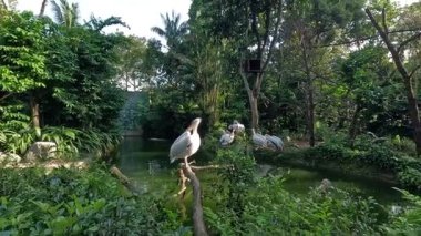 Büyük Beyaz Pelikan (Pelecanus Onocrotalus, Doğu Beyaz Pelikan, Gül Pelikan) nehrin ya da göletin karşısındaki dallara tünemiş olarak oturmaktadır.  