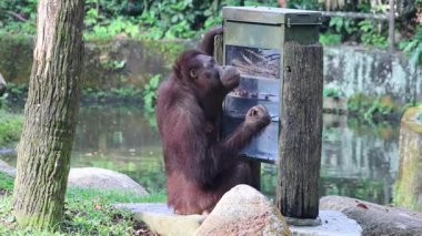 Bornean Orang utan veya Pongo pigmaeus 
