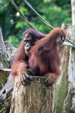 Singapur hayvanat bahçesindeki Bornean Orang utan veya Pongo pigmaeus