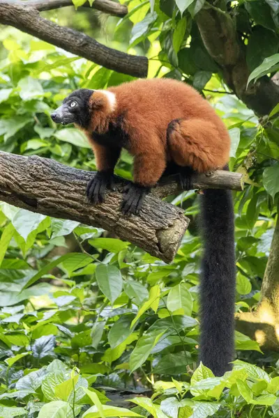 Madagaskar 'a özgü kırmızı yakalı lemurlar Singapur hayvanat bahçesindeki dalda dinleniyorlar.