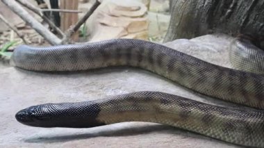 Siyah başlı piton veya Aspidites melanocephalus