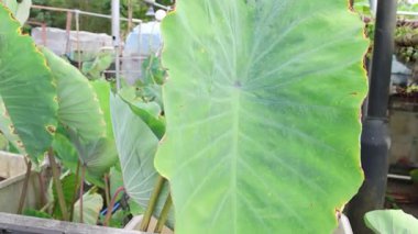 Yeşil yer elması çiftlikte yetişir.