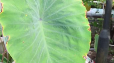 Yeşil yer elması çiftlikte yetişir.