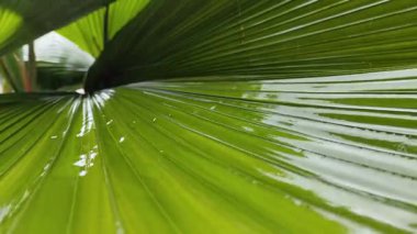 Yeşil izin üzerine düşen yağmur damlası