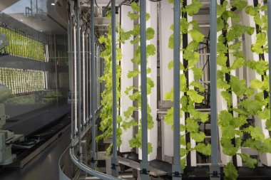 Serada kurşun ışığında organik sebzeler. Akıllı robot çiftçiler konsepti