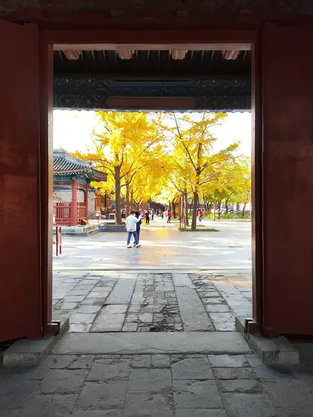 Pekin, Çin - 5 Kasım 2024: Sarı Gingko Konfüçyüs Tapınağı ve Pekin 'deki İmparatorluk Koleji Müzesi' nde Yapraklar