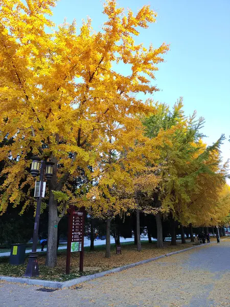 Pekin, Çin - 5 Kasım 2024: Pekin Ditan Parkı 'ndaki Ginkgo Bulvarını ziyaret eden turistler.