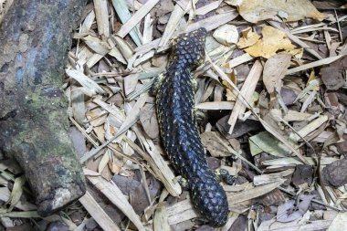 Shingleback, Singapur Hayvanat Bahçesi. Tiliqua rugosa, en yaygın bilinen adıyla, kiremit kuyruklu kertenkele veya kısa kuyruklu kertenkele.