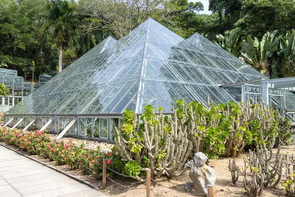 Shenzhen, Çin - 13 Nisan 2025 Kaktüs ve Çin 'in Shenzhen kentindeki Xianhu Botanik Bahçesi' nde sulu bir bahçe.