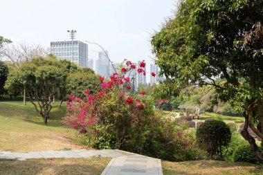 Shenzhen, China- 9 Nisan 2025: Shenzhen Zhongshan Parkı ve arka planda şehir manzarası. 1925 yılında inşa edilen Zhongshan Park, Shenzhen 'deki en uzun tarihi tecrübe eden parktır.