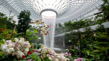 Singapur - 8 Nisan 2025: Dünyanın en uzun kapalı şelalesi, Yağmur Girdabı, Changi Jewel, Singapur 'da bir teras ormanı ile çevrili..