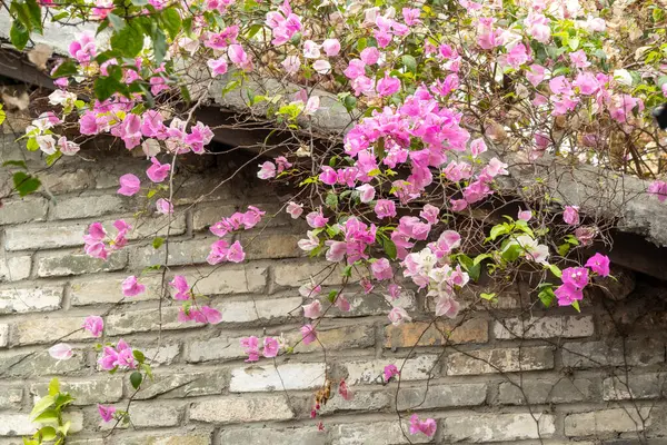 Çin 'in Shenzhen kentindeki Gankeng Antik Kenti' nin manzarası. 300 yıllık geçmişi olan bir Hakka köyü..