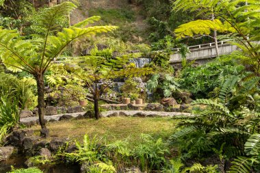 Shenzhen, Çin - 13 Nisan 2025: Shenzhen, Çin 'deki Xianhu Botanik Bahçesinin güzel manzarası. Burası modern Shenzhen şehrinin en iyi turistik beldelerinden biridir.