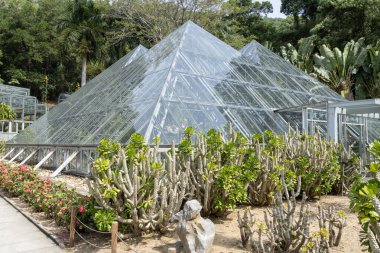 Shenzhen, Çin - 13 Nisan 2025 Kaktüs ve Çin 'in Shenzhen kentindeki Xianhu Botanik Bahçesi' nde sulu bir bahçe.