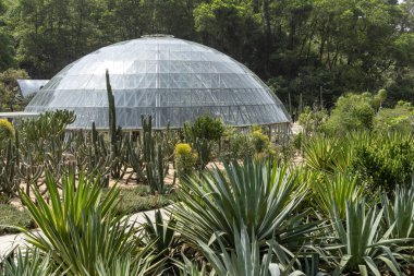 Shenzhen, Çin - 13 Nisan 2025 Kaktüs ve Çin 'in Shenzhen kentindeki Xianhu Botanik Bahçesi' nde sulu bir bahçe.