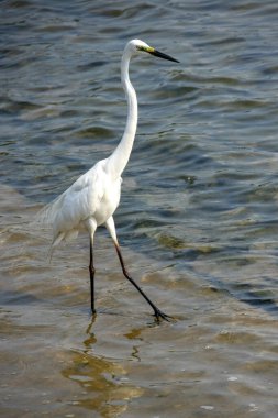 Bataklıkta yiyecek arayan küçük bir balıkçıl. İnce siyah gagalı, uzun siyah bacaklı beyaz bir kuştur.