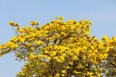 Sarı çiçekli altın trompet ağaçları Shenzhen Talent Park, Çin.