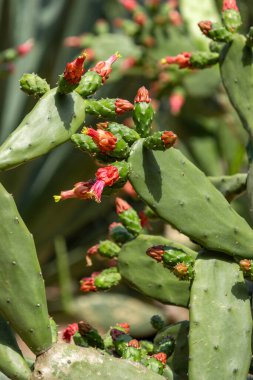 Opuntia cochenillifera kaktüsü çöl bölgesinde yetişir. Kapat.