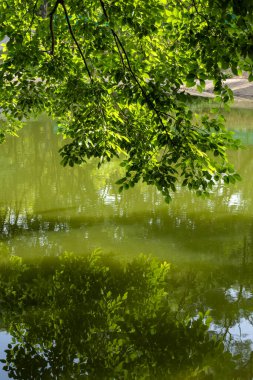 Shenzhen Uluslararası Bahçe ve Çiçek Fuarı Parkı, Shenzhen, Çin. Parkta zengin çiçek manzaralı geleneksel Çin mimari tarzları yer alıyor.
