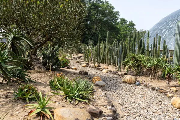 Shenzhen, Çin - 13 Nisan 2025 Kaktüs ve Çin 'in Shenzhen kentindeki Xianhu Botanik Bahçesi' nde sulu bir bahçe.