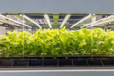 Serada kurşun ışığında organik sebzeler. Akıllı robot çiftçiler konsepti