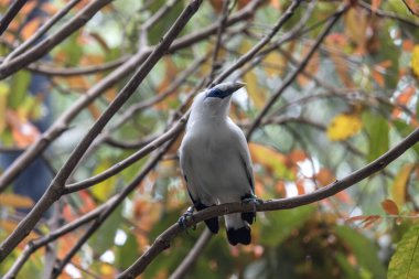 Güzel Balili Myna kuşu ya da ağaç dalına tünemiş balili sığırcık.