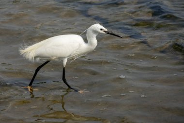 Bataklıkta yiyecek arayan küçük bir balıkçıl. İnce siyah gagalı, uzun siyah bacaklı beyaz bir kuştur.