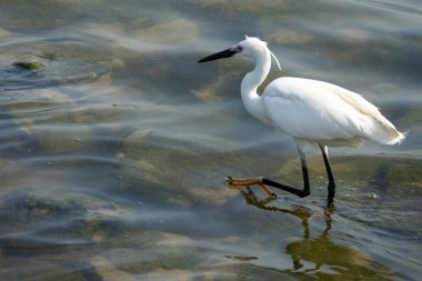 Bataklıkta yiyecek arayan küçük bir balıkçıl. İnce siyah gagalı, uzun siyah bacaklı beyaz bir kuştur.