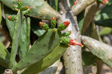 Opuntia cochenillifera kaktüsü çöl bölgesinde yetişir. Kapat.