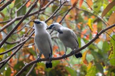 Güzel Balili Myna kuşu ya da ağaç dalına tünemiş balili sığırcık.