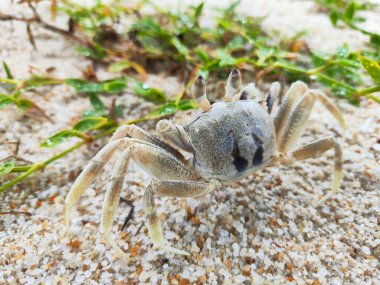 Kumsaldaki bir yengecin yakın plan çekimi.