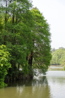 Shenzhen, Çin 'deki Xianhu Botanik Bahçesi' nin güzel manzarası. Burası modern Shenzhen şehrinin en iyi turistik beldelerinden biridir.