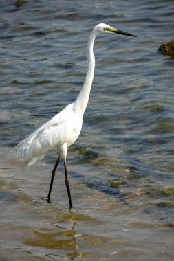 Bataklıkta yiyecek arayan küçük bir balıkçıl. İnce siyah gagalı, uzun siyah bacaklı beyaz bir kuştur.