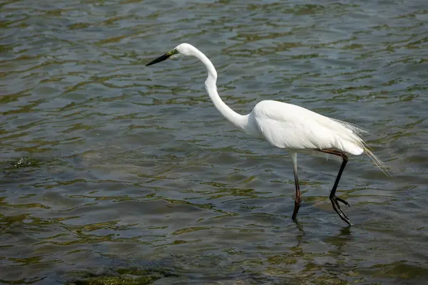 Bataklıkta yiyecek arayan küçük bir balıkçıl. İnce siyah gagalı, uzun siyah bacaklı beyaz bir kuştur.