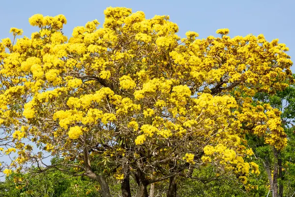 Sarı çiçekli altın trompet ağaçları Shenzhen Talent Park, Çin. 