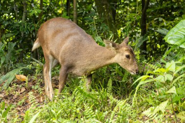 Doğal ortamında vahşi bir geyik. Vahşi hayvan.