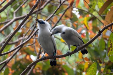 Güzel Balili Myna kuşu ya da ağaç dalına tünemiş balili sığırcık.