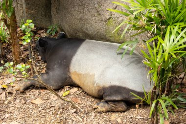 Malezya tapiri gölgenin altında dinleniyor. Güneydoğu Asya 'da Malay Yarımadası' ndan Sumatra 'ya kadar yaygındır.
