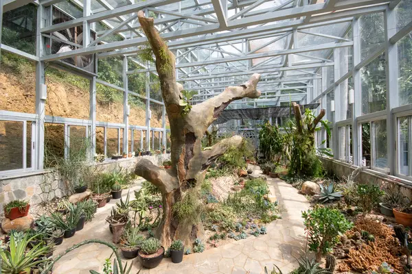 Shenzhen, Çin - 13 Nisan 2025 Kaktüs ve Çin 'in Shenzhen kentindeki Xianhu Botanik Bahçesi' nde sulu bir bahçe.